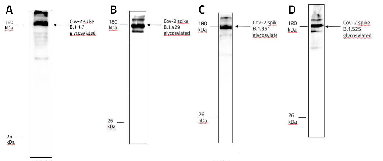 Examples for RHo1D4-tag protein purifications using Cube Biotech products